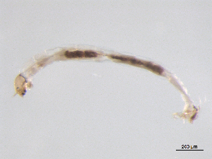  ( - BIOUG03305-H08)  @12 [ ] CreativeCommons - Attribution (2012) Gillian Martin Centre for Biodiversity Genomics