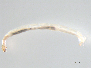  ( - BIOUG03306-B02)  @12 [ ] CreativeCommons - Attribution (2012) Gillian Martin Centre for Biodiversity Genomics