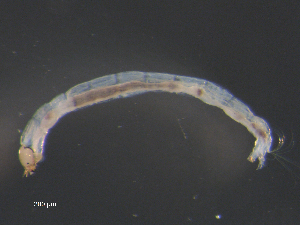  ( - BIOUG03306-E12)  @12 [ ] CreativeCommons - Attribution (2012) Gillian Martin Centre for Biodiversity Genomics
