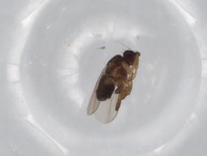  ( - BIOUG68123-D04)  @11 [ ] CreativeCommons - Attribution (2021) Centre for Biodiversity Genomics Centre for Biodiversity Genomics