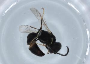  ( - BIOUG68170-B08)  @11 [ ] CreativeCommons - Attribution (2021) Centre for Biodiversity Genomics Centre for Biodiversity Genomics