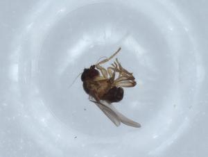  ( - BIOUG68178-E10)  @11 [ ] CreativeCommons - Attribution (2021) Centre for Biodiversity Genomics Centre for Biodiversity Genomics