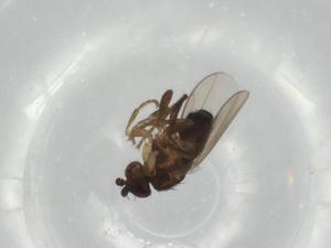  ( - BIOUG68179-D02)  @11 [ ] CreativeCommons - Attribution (2021) Centre for Biodiversity Genomics Centre for Biodiversity Genomics