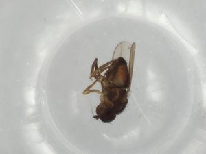  ( - BIOUG68179-G01)  @11 [ ] CreativeCommons - Attribution (2021) Centre for Biodiversity Genomics Centre for Biodiversity Genomics