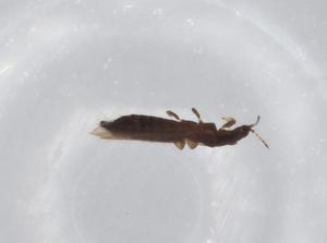  ( - BIOUG68504-E04)  @11 [ ] CreativeCommons - Attribution (2021) Centre for Biodiversity Genomics Centre for Biodiversity Genomics