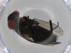  ( - BIOUG68508-C09)  @11 [ ] CreativeCommons - Attribution (2021) Centre for Biodiversity Genomics Centre for Biodiversity Genomics