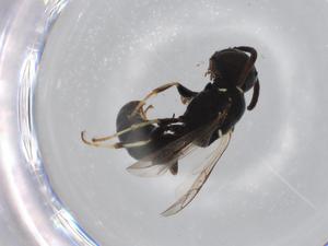  ( - BIOUG70928-F05)  @11 [ ] CreativeCommons - Attribution (2021) Centre for Biodiversity Genomics Centre for Biodiversity Genomics