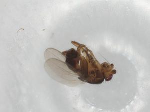  ( - BIOUG90890-E02)  @11 [ ] CreativeCommons - Attribution (2022) Centre for Biodiversity Genomics Centre for Biodiversity Genomics