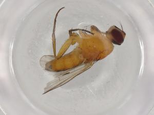  ( - BIOUG90910-C11)  @11 [ ] CreativeCommons - Attribution (2022) Centre for Biodiversity Genomics Centre for Biodiversity Genomics