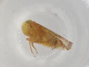  ( - BIOUG90917-H08)  @11 [ ] CreativeCommons - Attribution (2022) Centre for Biodiversity Genomics Centre for Biodiversity Genomics