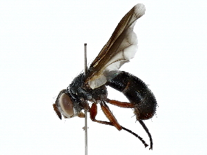  ( - BIOUG91418-C09)  @11 [ ] CreativeCommons - Attribution (2022) CBG Photography Group Centre for Biodiversity Genomics