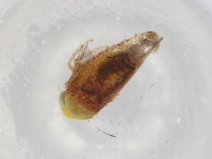  ( - BIOUG91765-E10)  @11 [ ] CreativeCommons - Attribution (2022) Centre for Biodiversity Genomics Centre for Biodiversity Genomics