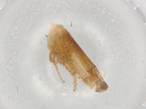  ( - BIOUG91774-C04)  @11 [ ] CreativeCommons - Attribution (2022) Centre for Biodiversity Genomics Centre for Biodiversity Genomics