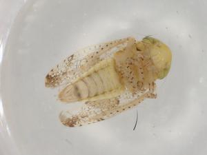  ( - BIOUG91792-B07)  @11 [ ] CreativeCommons - Attribution (2022) Centre for Biodiversity Genomics Centre for Biodiversity Genomics