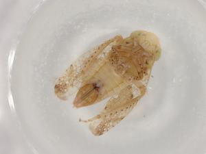  ( - BIOUG91806-F02)  @11 [ ] CreativeCommons - Attribution (2022) Centre for Biodiversity Genomics Centre for Biodiversity Genomics