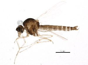  (Forcipomyia murina - BIOUG12235-E12)  @14 [ ] CreativeCommons - Attribution (2014) CBG Photography Group Centre for Biodiversity Genomics