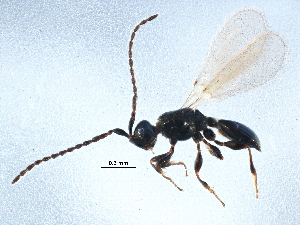  ( - BIOUG14227-G12)  @12 [ ] CreativeCommons - Attribution (2014) CBG Photography Group Centre for Biodiversity Genomics