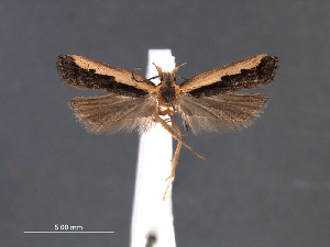  (Dichomeris xanthoa - SL0474)  @12 [ ] CreativeCommons - Attribution Non-Commercial Share-Alike (2011) Sangmi Lee Mississippi Entomological Museum