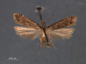  (Dichomeris hirculella - SL0482)  @14 [ ] CreativeCommons - Attribution Non-Commercial Share-Alike (2011) Sangmi Lee Mississippi Entomological Museum