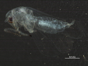  ( - BIOUG14441-C08)  @12 [ ] CreativeCommons - Attribution (2014) CBG Photography Group Centre for Biodiversity Genomics