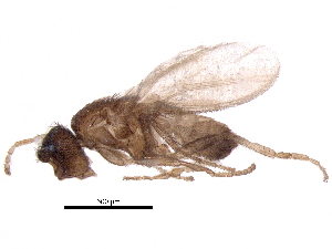  (Trachyopella coprina - BIOUG14756-G03)  @11 [ ] CreativeCommons - Attribution (2017) CBG Photography Group Centre for Biodiversity Genomics