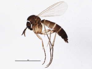  ( - BIOUG04085-B03)  @12 [ ] CreativeCommons - Attribution (2013) CBG Photography Group Centre for Biodiversity Genomics