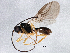  (Antrusa flavicoxa - BIOUG04113-H05)  @13 [ ] CreativeCommons - Attribution (2013) CBG Photography Group Centre for Biodiversity Genomics