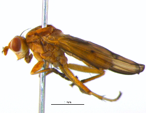  ( - BIOUG04263-G06)  @13 [ ] CreativeCommons - Attribution (2013) CBG Photography Group Centre for Biodiversity Genomics