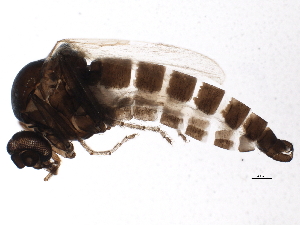  (Forcipomyia sp. 3ES - BIOUG04090-H11)  @14 [ ] CreativeCommons - Attribution (2013) CBG Photography Group Centre for Biodiversity Genomics