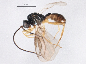  ( - BIOUG04151-C03)  @13 [ ] CreativeCommons - Attribution (2013) CBG Photography Group Centre for Biodiversity Genomics