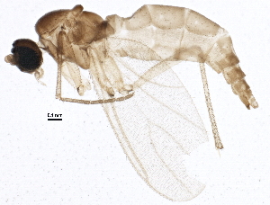  (Corynoptera levis - BIOUG04153-F09)  @14 [ ] CreativeCommons - Attribution (2013) CBG Photography Group Centre for Biodiversity Genomics