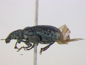  ( - BIOUG04268-B08)  @13 [ ] CreativeCommons - Attribution (2013) CBG Photography Group Centre for Biodiversity Genomics