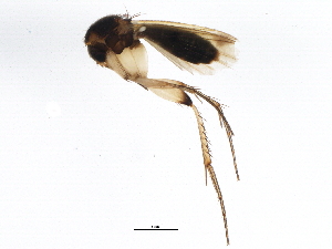  (Mycetophila stolida - BIOUG04110-F04)  @13 [ ] CreativeCommons - Attribution (2013) CBG Photography Group Centre for Biodiversity Genomics