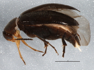 (Anaspis septentrionalis - BIOUG04157-A10)  @14 [ ] CreativeCommons - Attribution (2013) CBG Photography Group Centre for Biodiversity Genomics
