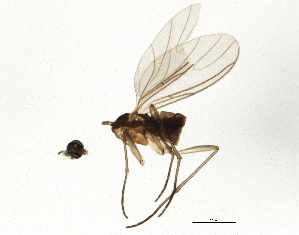  (Corynoptera cracentis - BIOUG04217-A09)  @12 [ ] CreativeCommons - Attribution (2013) CBG Photography Group Centre for Biodiversity Genomics