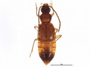  (Anthophagus - BIOUG04157-C07)  @14 [ ] CreativeCommons - Attribution (2013) CBG Photography Group Centre for Biodiversity Genomics