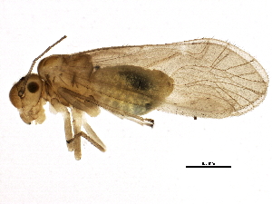  (Caeciliusinae - BIOUG04218-E11)  @15 [ ] CreativeCommons - Attribution (2013) CBG Photography Group Centre for Biodiversity Genomics