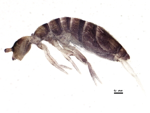  ( - BIOUG04218-G01)  @14 [ ] CreativeCommons - Attribution (2013) CBG Photography Group Centre for Biodiversity Genomics