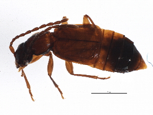  (Anthophagus caraboides - BIOUG04157-C12)  @14 [ ] CreativeCommons - Attribution (2013) CBG Photography Group Centre for Biodiversity Genomics