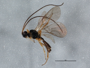  ( - BIOUG04360-B10)  @13 [ ] CreativeCommons - Attribution (2013) CBG Photography Group Centre for Biodiversity Genomics