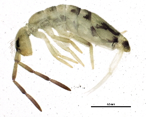  ( - BIOUG04088-C11)  @15 [ ] CreativeCommons - Attribution (2013) CBG Photography Group Centre for Biodiversity Genomics