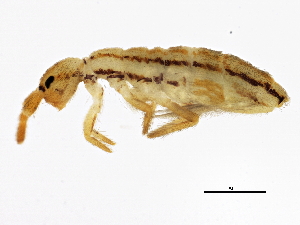  (Orchesellidae - BIOUG04088-G05)  @15 [ ] CreativeCommons - Attribution (2013) CBG Photography Group Centre for Biodiversity Genomics