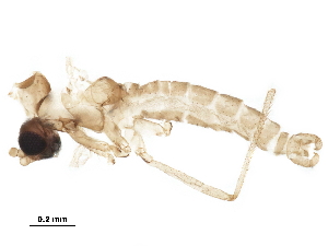  ( - BIOUG41951-E08)  @11 [ ] CreativeCommons - Attribution (2019) CBG Photography Group Centre for Biodiversity Genomics