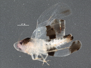  ( - BIOUG15931-F08)  @13 [ ] CreativeCommons - Attribution (2015) CBG Photography Group Centre for Biodiversity Genomics