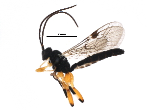  ( - BIOUG15934-B12)  @14 [ ] CreativeCommons - Attribution (2016) CBG Photography Group Centre for Biodiversity Genomics