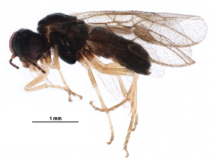  ( - BIOUG15936-A11)  @13 [ ] CreativeCommons - Attribution (2016) CBG Photography Group Centre for Biodiversity Genomics