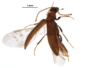  ( - BIOUG16340-F10)  @11 [ ] CreativeCommons - Attribution (2016) CBG Photography Group Centre for Biodiversity Genomics