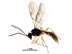  ( - BIOUG16416-H01)  @13 [ ] CreativeCommons - Attribution (2016) CBG Photography Group Centre for Biodiversity Genomics