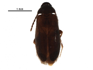  ( - BIOUG16417-H03)  @13 [ ] CreativeCommons - Attribution (2016) CBG Photography Group Centre for Biodiversity Genomics
