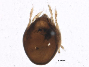  ( - BIOUG16505-E12)  @12 [ ] CreativeCommons - Attribution (2015) CBG Photography Group Centre for Biodiversity Genomics